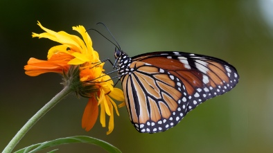 butterfly world