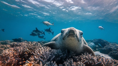 loggerhead marinelife center